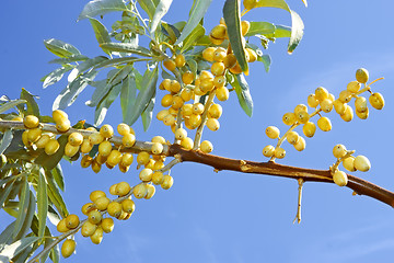 Image showing Ripening wild olive fruits