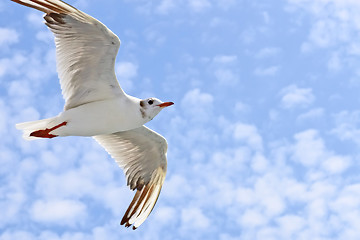 Image showing Seagulls flight
