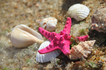 Image showing Shells and fishstar taken away ashore