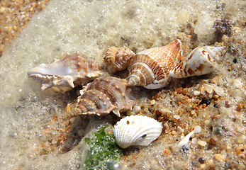 Image showing Shells taken away ashore