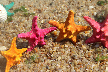 Image showing Funny starfishes on the beach 