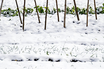 Image showing Leeks and  cabbage in the snow