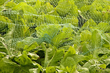 Image showing Lettuce