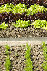 Image showing Lettuce 03