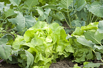 Image showing Lettuce 06