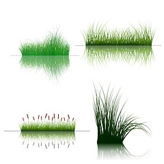 Image showing grass on water