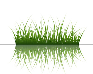 Image showing grass on water