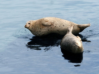 Image showing Sea lion couple