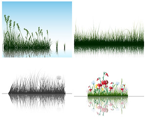 Image showing grass on water