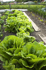 Image showing Lettuce 07