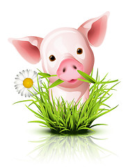 Image showing Little pink pig in grass