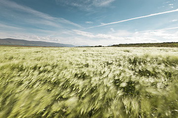 Image showing Wheatfield blowing in the wind
