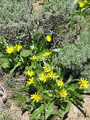 Image showing Mountain Wildflowers