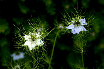 Image showing Love-in-a-mist