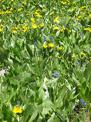 Image showing Mountain Wildflowers