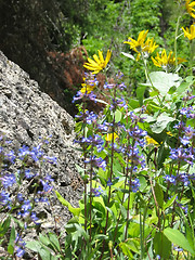 Image showing Mountain Wildflowers
