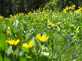 Image showing Mountain Wildflowers