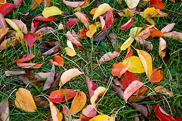 Image showing Autumn leaf