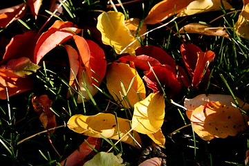 Image showing Autumn leaf