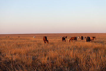 Image showing Herd of horses grazing in pasture