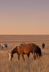 Image showing Horses grazing in evening pasture