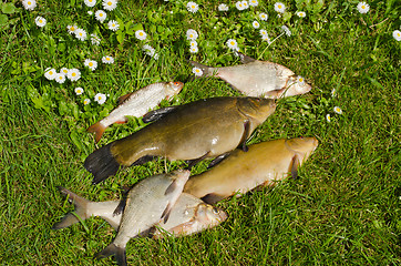 Image showing Lake fishes tench, bream, roach catch green grass 