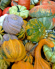 Image showing Autumn pumpkins