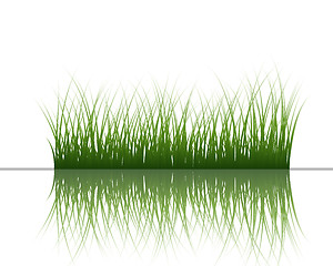 Image showing grass on water