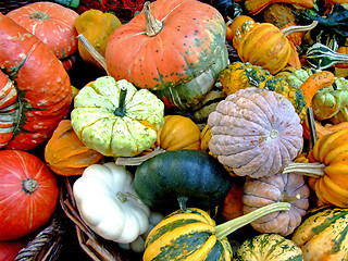 Image showing Pumpkins background