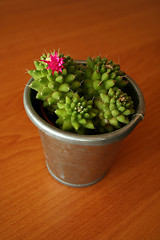 Image showing Pink cactus flower