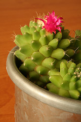 Image showing Pink cactus flower close up