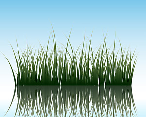 Image showing grass on water