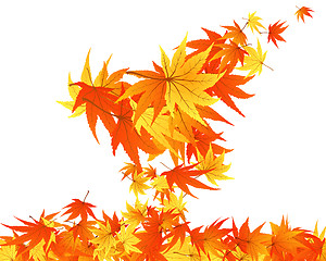 Image showing autumn leaves