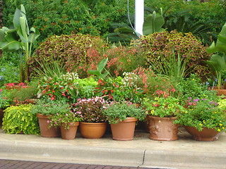 Image showing Potted Plants