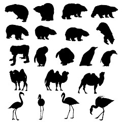 Image showing Set of bears, ape, penguins, camels and flamingos  silhouettes.