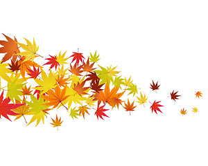 Image showing autumn leaves