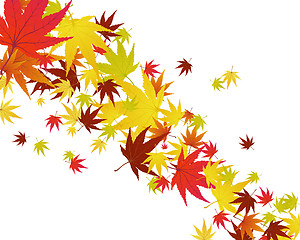 Image showing autumn leaves