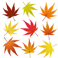 Image showing autumn leaves