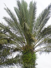 Image showing Palm Tree