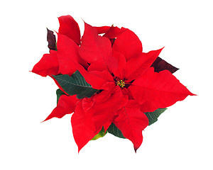 Image showing Poinsettia