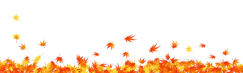 Image showing maples leaves