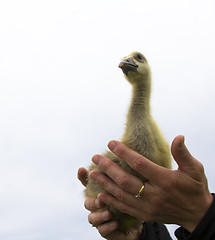 Image showing Gooses