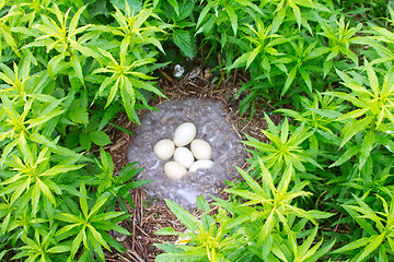 Image showing Nest of the Barnacle Goose with eggs