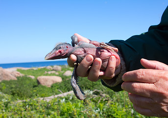 Image showing Amusing baby bird of a gray crow in hands