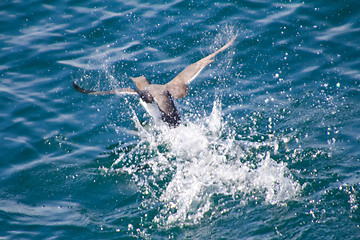 Image showing The bird is dispersed on a water surface