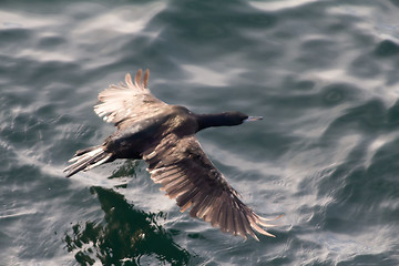 Image showing   pelagic cormorant in flight