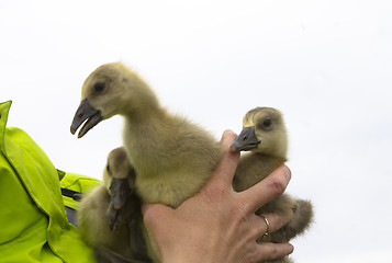 Image showing Gooses