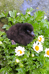 Image showing Black baby bird of  Lunda cirrhata
