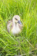 Image showing The goose sitting in a grass