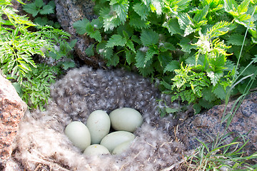 Image showing Eider down: nest of the Common Eider